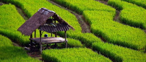 rice_field_landscape-bali300